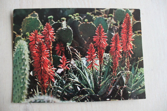 Postcard - Blanes - Costa Brava  -  632