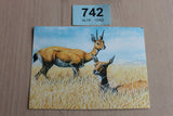 Postcard  - Oribi - 742