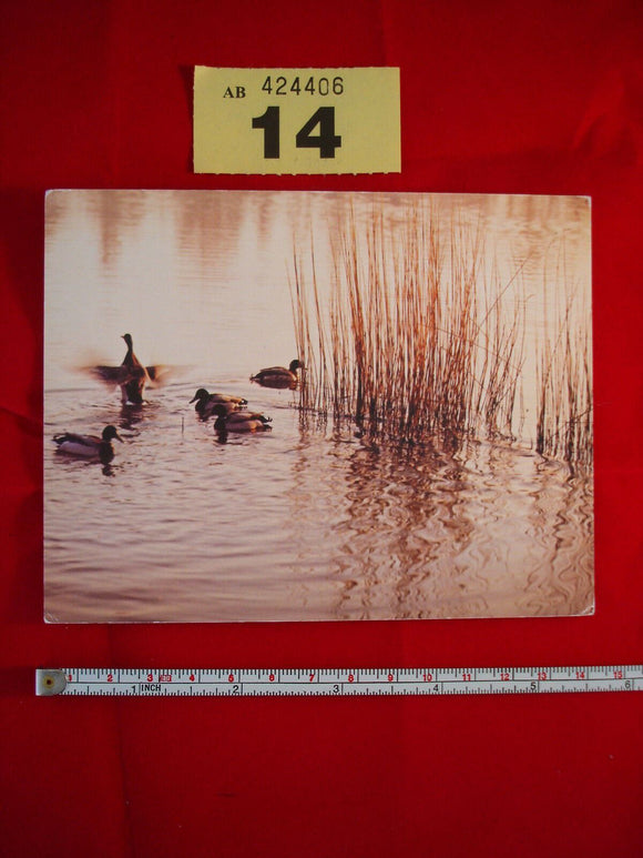 Postcard - New Forest - Richard Kraus