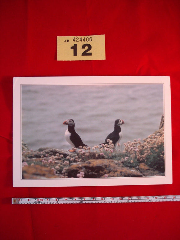 Postcard - Puffins - Stirling Gallery