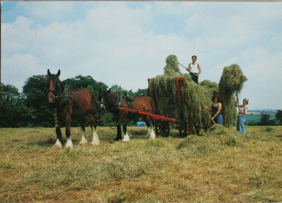 Postcard - Shire horses - Acton Scott farm - 797