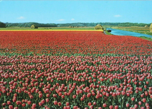 Postcard - Holland - Land of flowers - 786